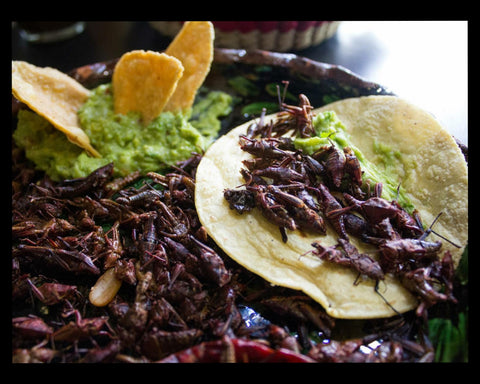 Insectos, el manjar ancestral